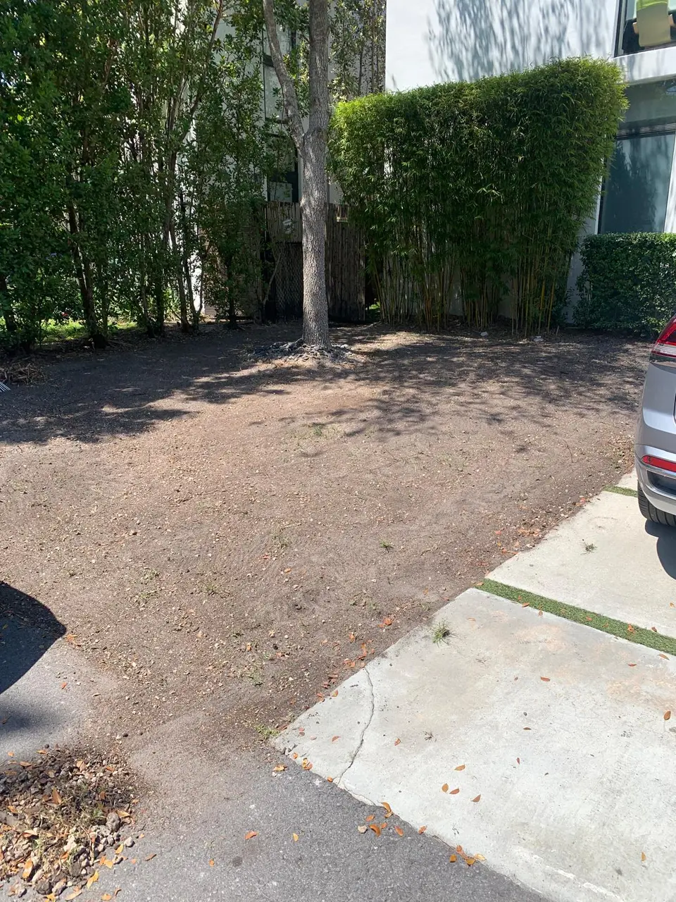 Bare ground around a mature tree and bamboo before lawn installation