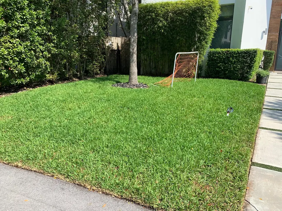 Green lawn around the same mature tree with bamboo and trimmed hedges behind it