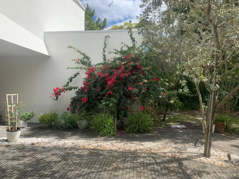 Flowering bougainvillea on a trellis beside a white wall, surrounded by garden planting and paving