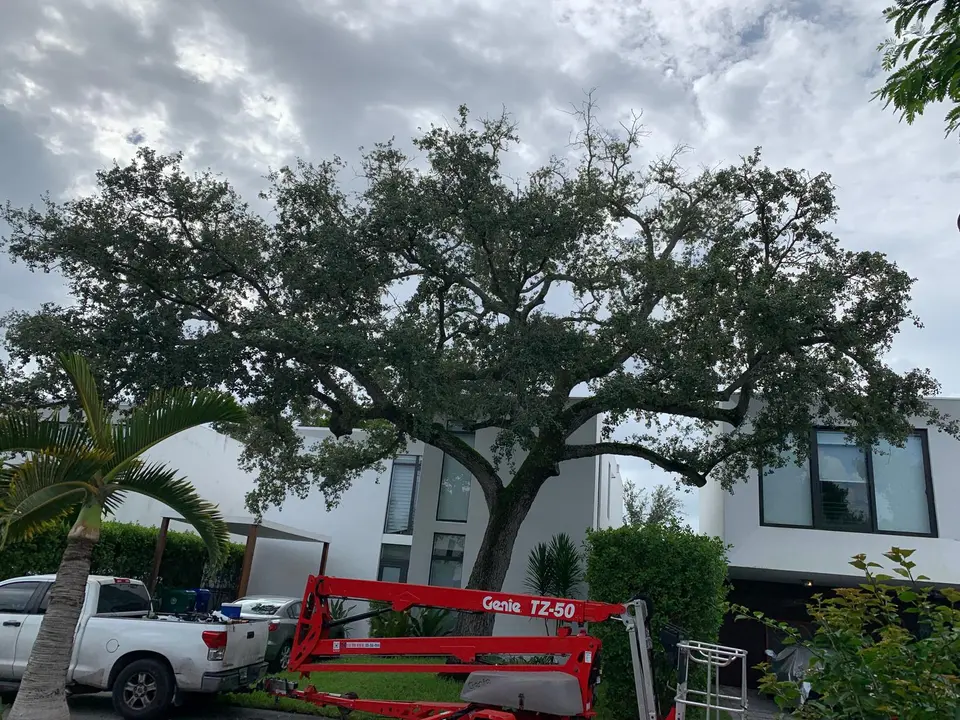 Large mature tree at a residence during tree trimming work with professional lift equipment positioned below
